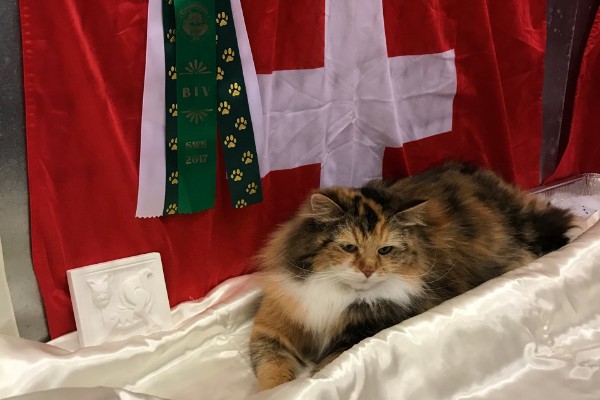 Alba Trond