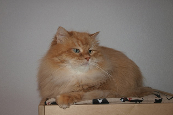 SC. I* (Gregory’s Siberian) Lukijn Jamesovic