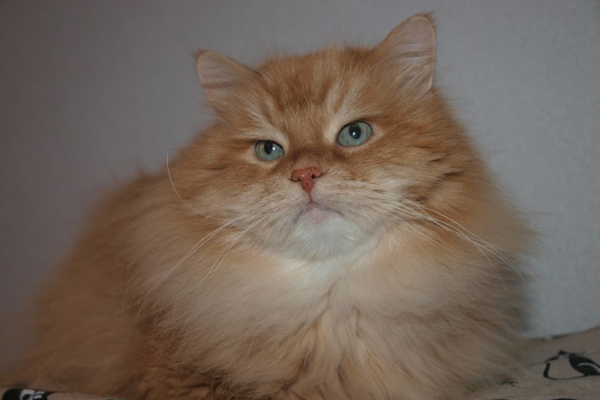SC. I* (Gregory’s Siberian) Lukijn Jamesovic